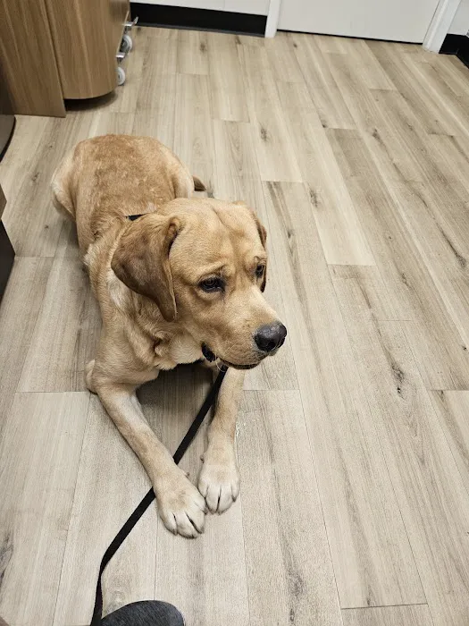 Lovet Pet Health Care - Queen Creek Picture 8