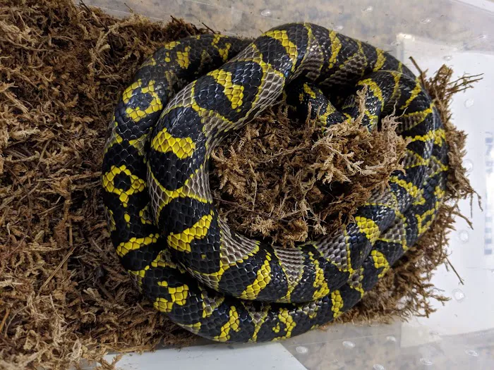 The Reptile Shop Picture 5
