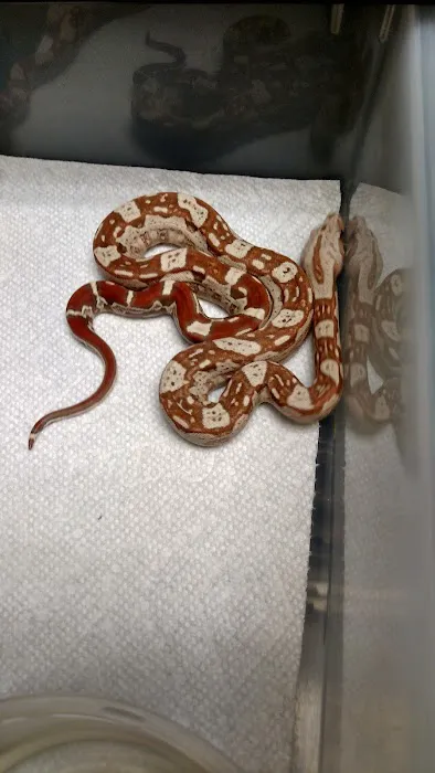 The Reptile Shop Picture 2