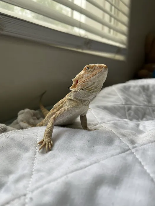 The Reptile Shop Picture 1