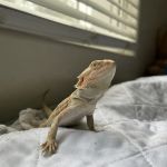 The Reptile Shop