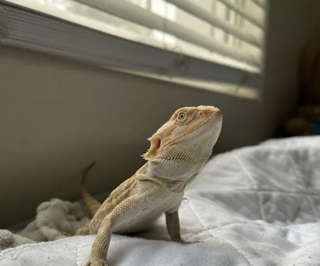 The Reptile Shop