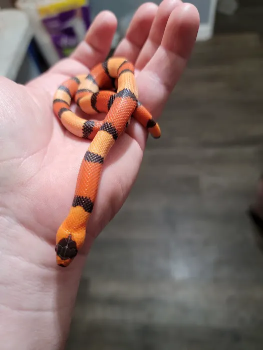 The Reptile Shop Picture 9