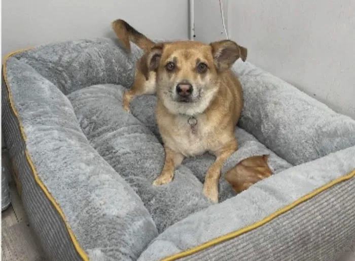 Ironwood Animal Hospital, A Thrive Pet Healthcare Partner Picture 7