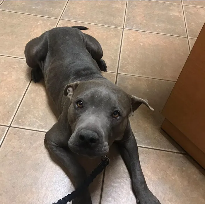 Ironwood Animal Hospital, A Thrive Pet Healthcare Partner Picture 8