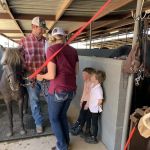 Desert Mountain Equine