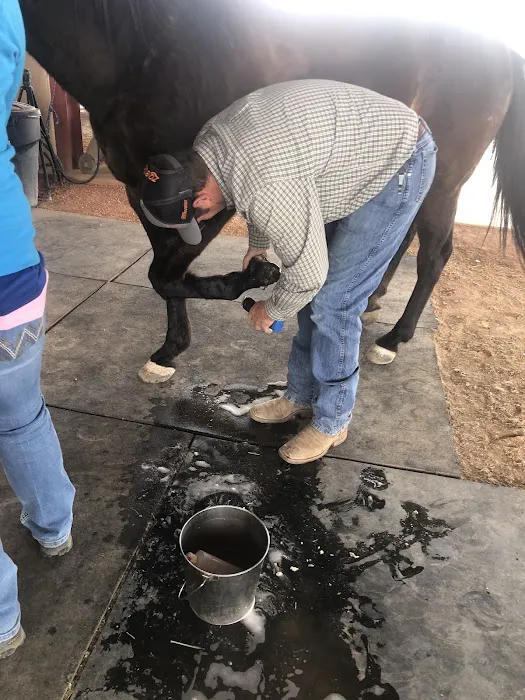 Desert Mountain Equine Picture 2
