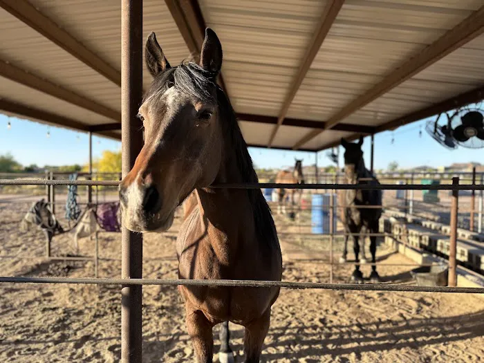 Desert Mountain Equine Picture 7
