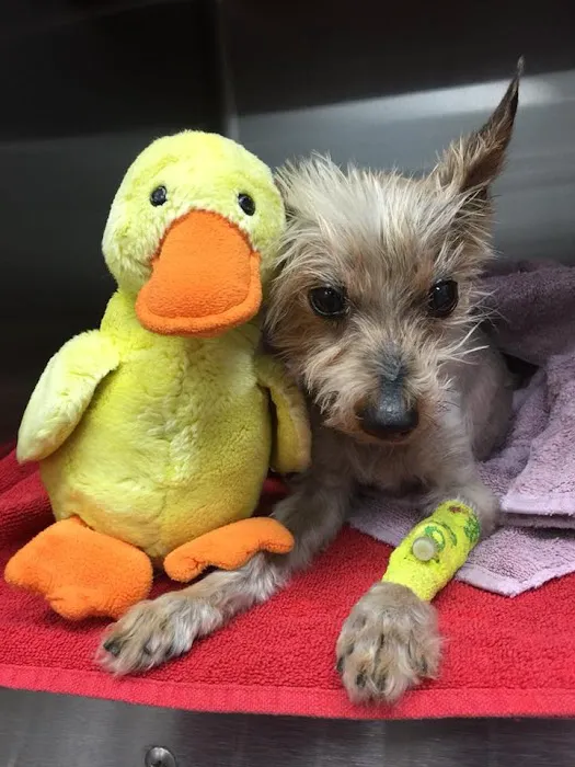 Johnson Ranch Animal Clinic Picture 7