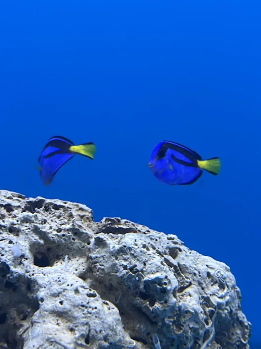 Coral Smugglers LLC Picture 4