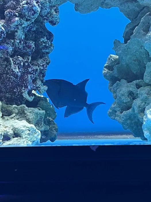Coral Smugglers LLC Picture 3