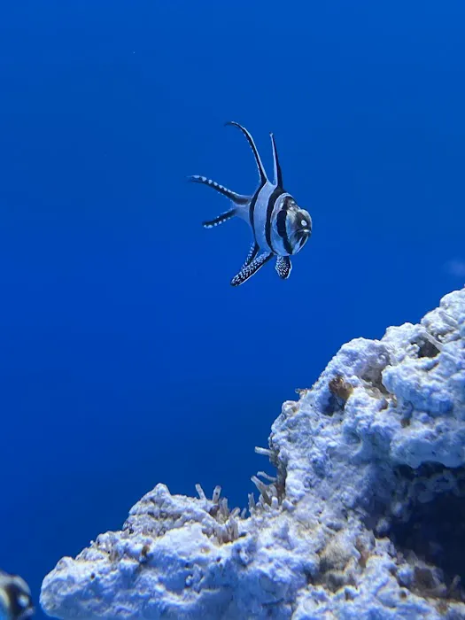 Coral Smugglers LLC Picture 7