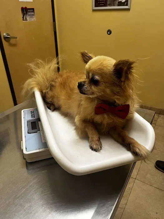 Dreaming Summit Animal Hospital Picture 2