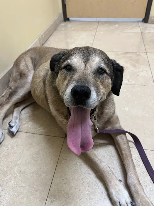 Dreaming Summit Animal Hospital Picture 7