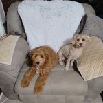 Palm Valley Animal Clinic