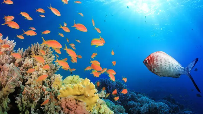 Deep Sea Creations Picture 7