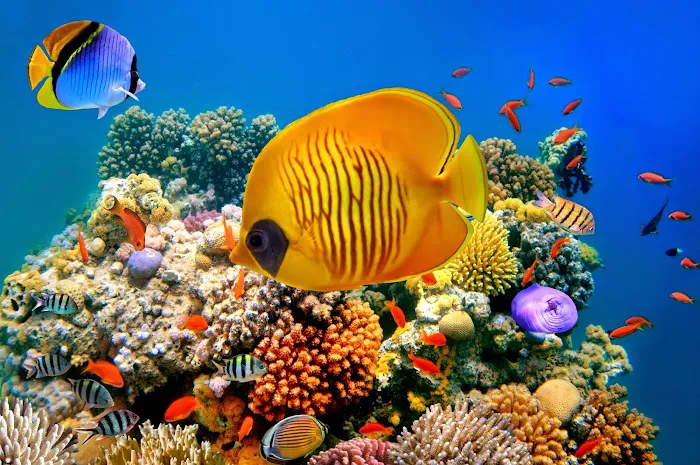 Deep Sea Creations Picture 10