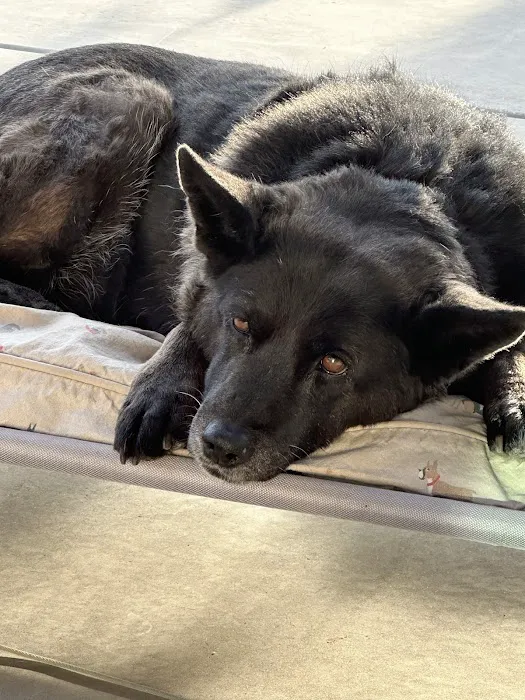 KC In-Home Pet Euthanasia Picture 3