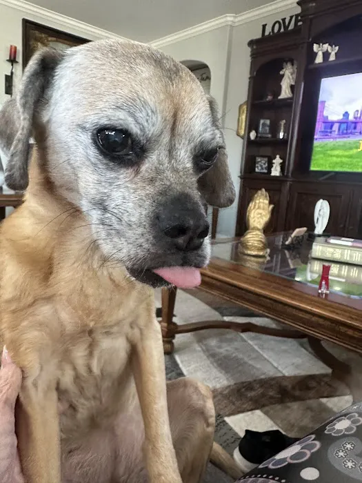 KC In-Home Pet Euthanasia Picture 6