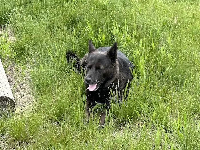 KC In-Home Pet Euthanasia Picture 4