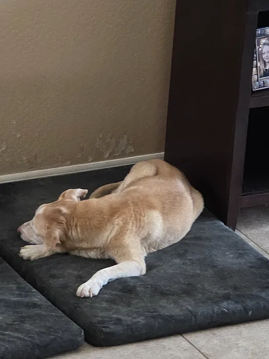 KC In-Home Pet Euthanasia Picture 5