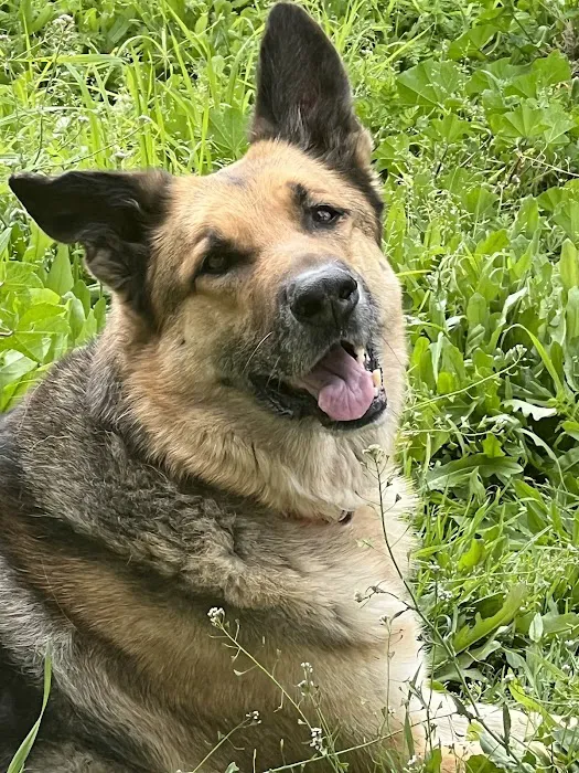 KC In-Home Pet Euthanasia Picture 8