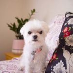 Grand Paws Animal Clinic