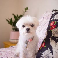 Grand Paws Animal Clinic ico