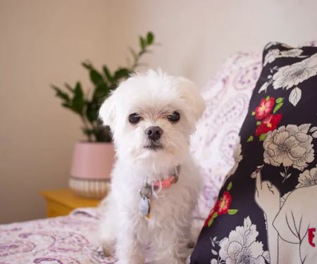 Grand Paws Animal Clinic