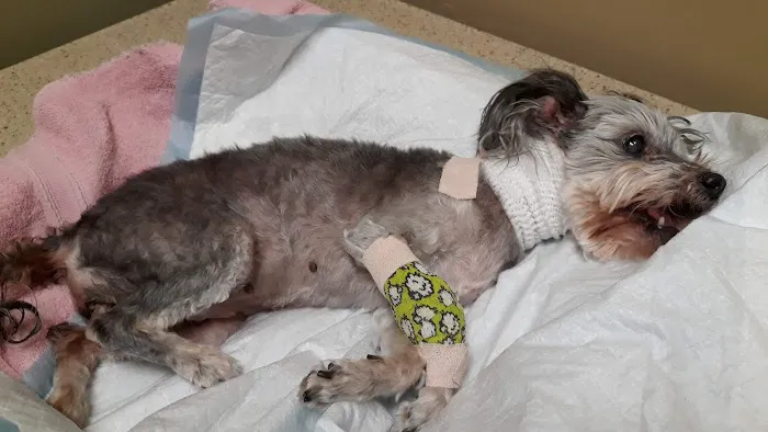 Grand Paws Animal Clinic Picture 8