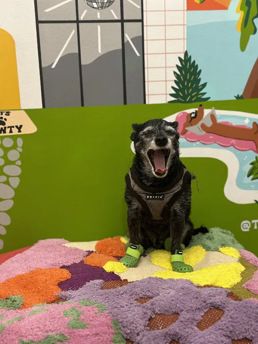 Disco Dog Picture 10