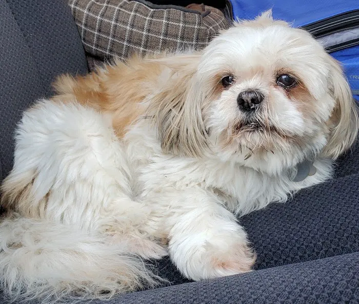 Petsvet Animal Hospital Picture 6