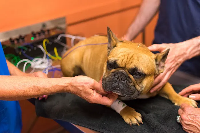 Petsvet Animal Hospital Picture 2