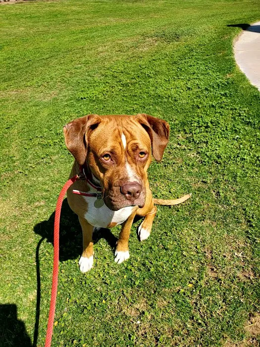 Petsvet Animal Hospital Picture 7