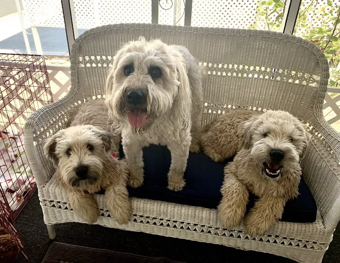 Petsvet Animal Hospital Picture 10