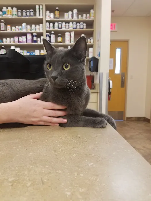 Lovet Pet Health Care - Westbrook Picture 5