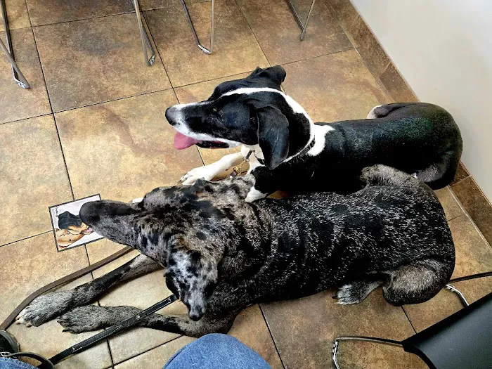 Lovet Pet Health Care - Westbrook Picture 8