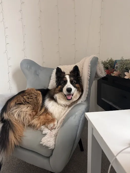 Pet Dental USA Picture 10