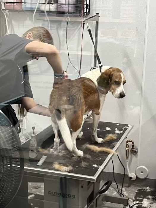 Walmart Pet Services Picture 2