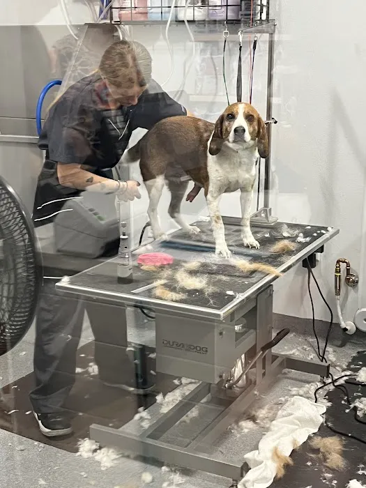 Walmart Pet Services Picture 3