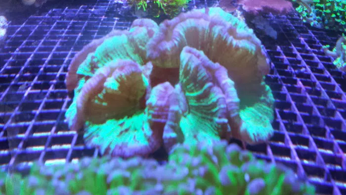 Zen Aquatics Picture 5