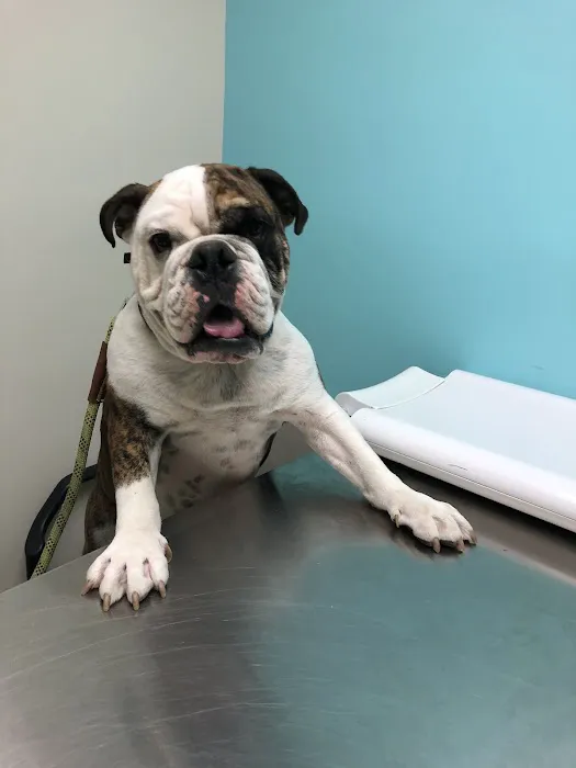 VCA Camino Animal Hospital Picture 6