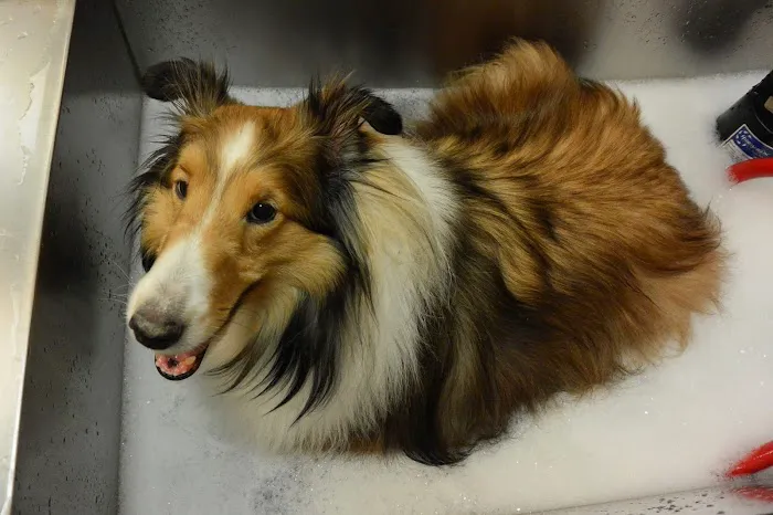 VCA Camino Animal Hospital Picture 8