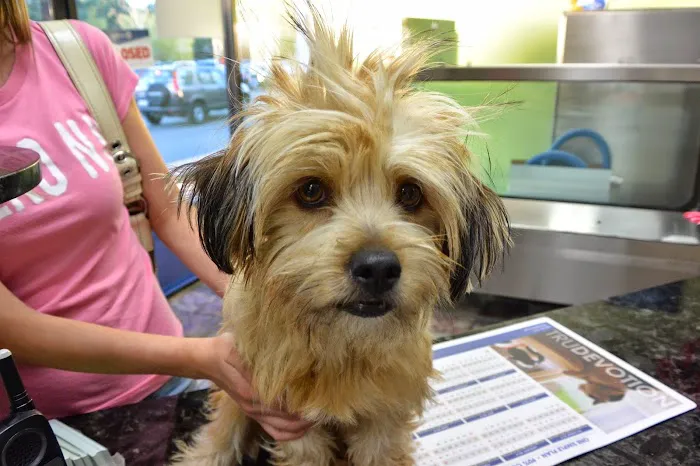VCA Camino Animal Hospital Picture 10