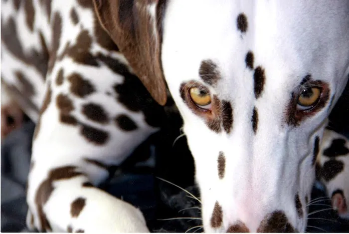 VCA Camino Animal Hospital Picture 7