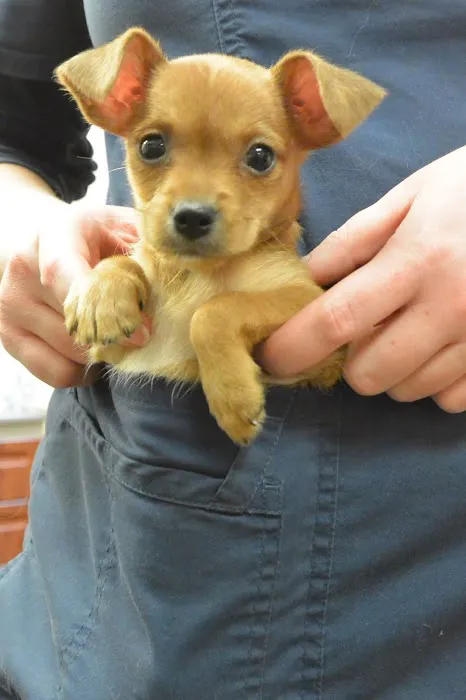 VCA Camino Animal Hospital Picture 5