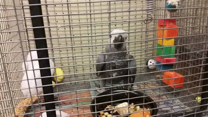 Exotic Birds Unlimited Picture 5