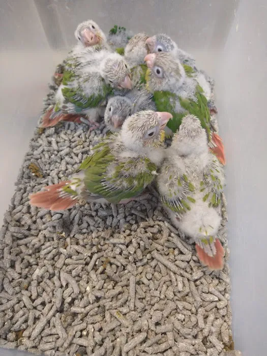 Exotic Birds Unlimited Picture 2