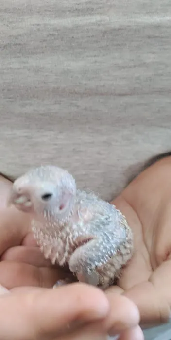 Exotic Birds Unlimited Picture 4