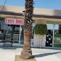 Exotic Birds Unlimited ico